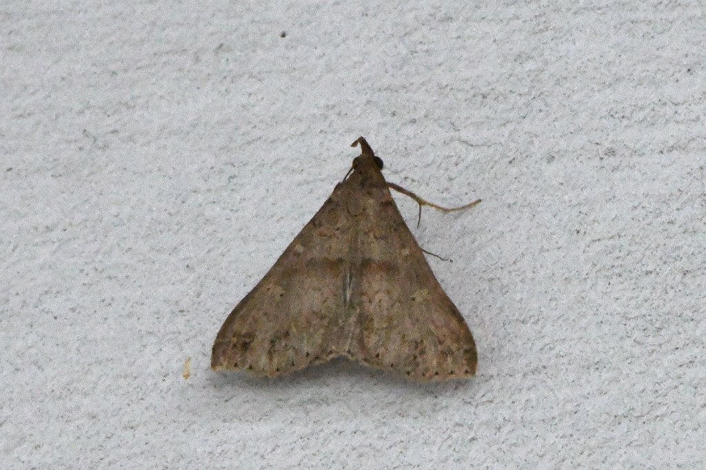 022 2017=08204602Broad Meadow Brook, MA.JPG - Discolored Renia Moth (Renia discoloralis). Broad Meadow Brook Wildlife Sanctuary, MA, 8-20-2017